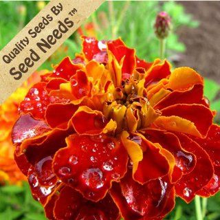 200 Flower Seeds, French Marigold "Sparky Mixture" (Tagetes patula) Packaged By Seed Needs : Flowering Plants : Patio, Lawn & Garden