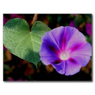 Beautiful Single Morning Glory Flower and Leaf Post Cards
