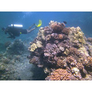 SeaLife DC1400 14MP HD Underwater Digital Camera Waterproof up to 200 ft. (60m) : Underwater Digital Cameras : Camera & Photo