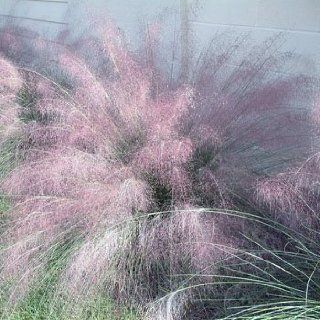 Outsidepride Blue Muhly Grass   50 Seeds : Grass Plants : Patio, Lawn & Garden