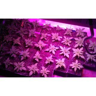 300w LED Grow Light 6 Band 3w Veg Flower Leds Hydroponic Pro LED Grow Lamp Panel : Plant Growing Lamps : Patio, Lawn & Garden