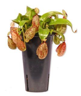 Fleischfressende Pflanze Nepenthes Hookeriana: Garten