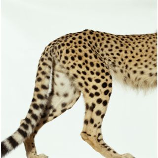 Ryan McVay Cheetah (Acinonyx jubatus), Low Section Wildlife