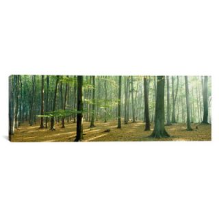 iCanvas Panoramic Woodlands Near Annweiler Germany Photographic Print