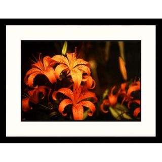 Great American Picture Tiger Lilies Framed Photograph