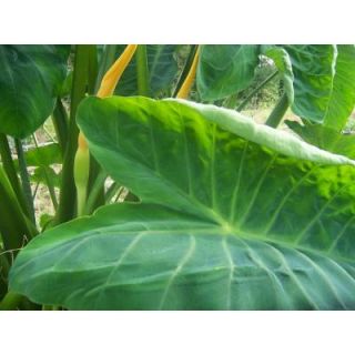 4 in. Green Taro Potted Bog/Marginal Pond Plant BP   Green Taro