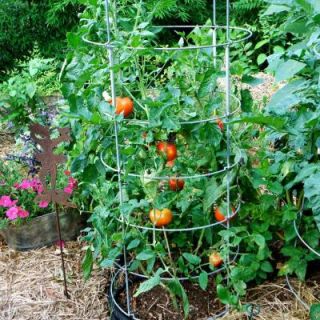 Bonnie Plants 4.5 in. Better Boy Tomato 115