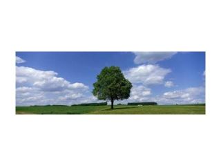 Single Tree, Germany Poster Print by Panoramic Images (36 x 12)