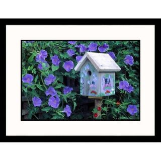 Great American Picture Morning Glories Framed Photograph