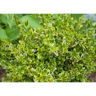 Proven Winners 1 Gal. Wedding Ring Boxwood Buxus ColorChoice Shrub BUXPRC1016101