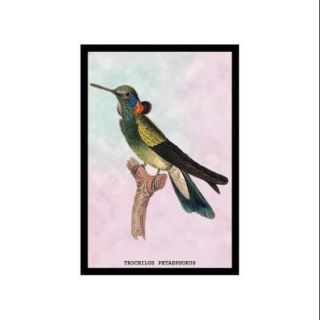 Hummingbird: Trochilus Petasphorus Print (Canvas 20x30)