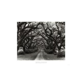 Path In The Oaks #2, Louisiana Poster Print by Monte Nagler (24 x 20)